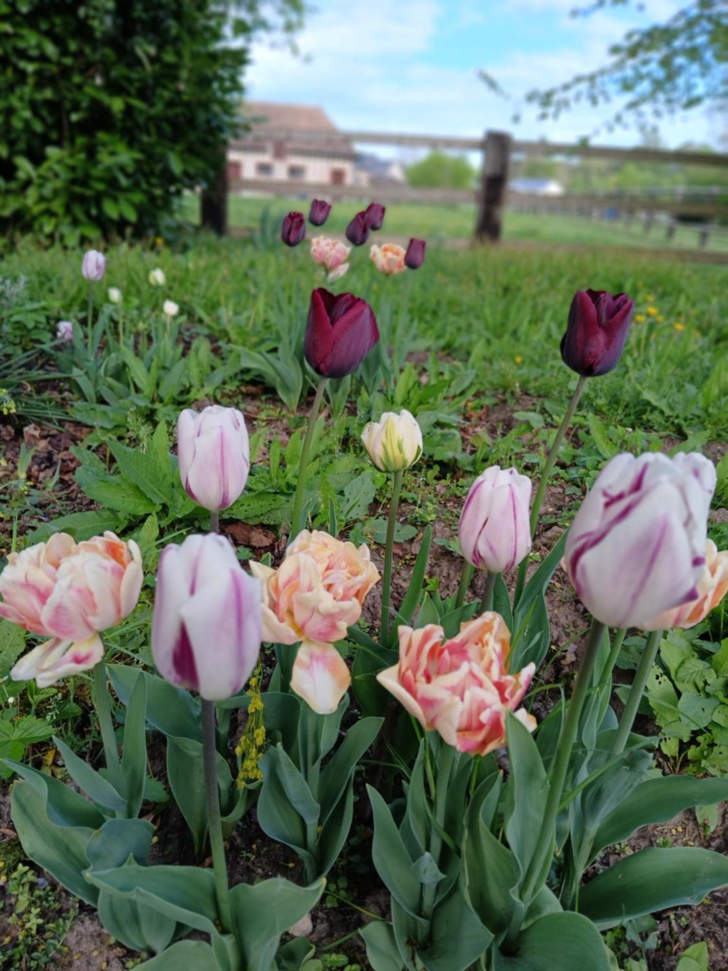 Domaine Des Ifs Bed and Breakfast Le Pin  Eksteriør billede